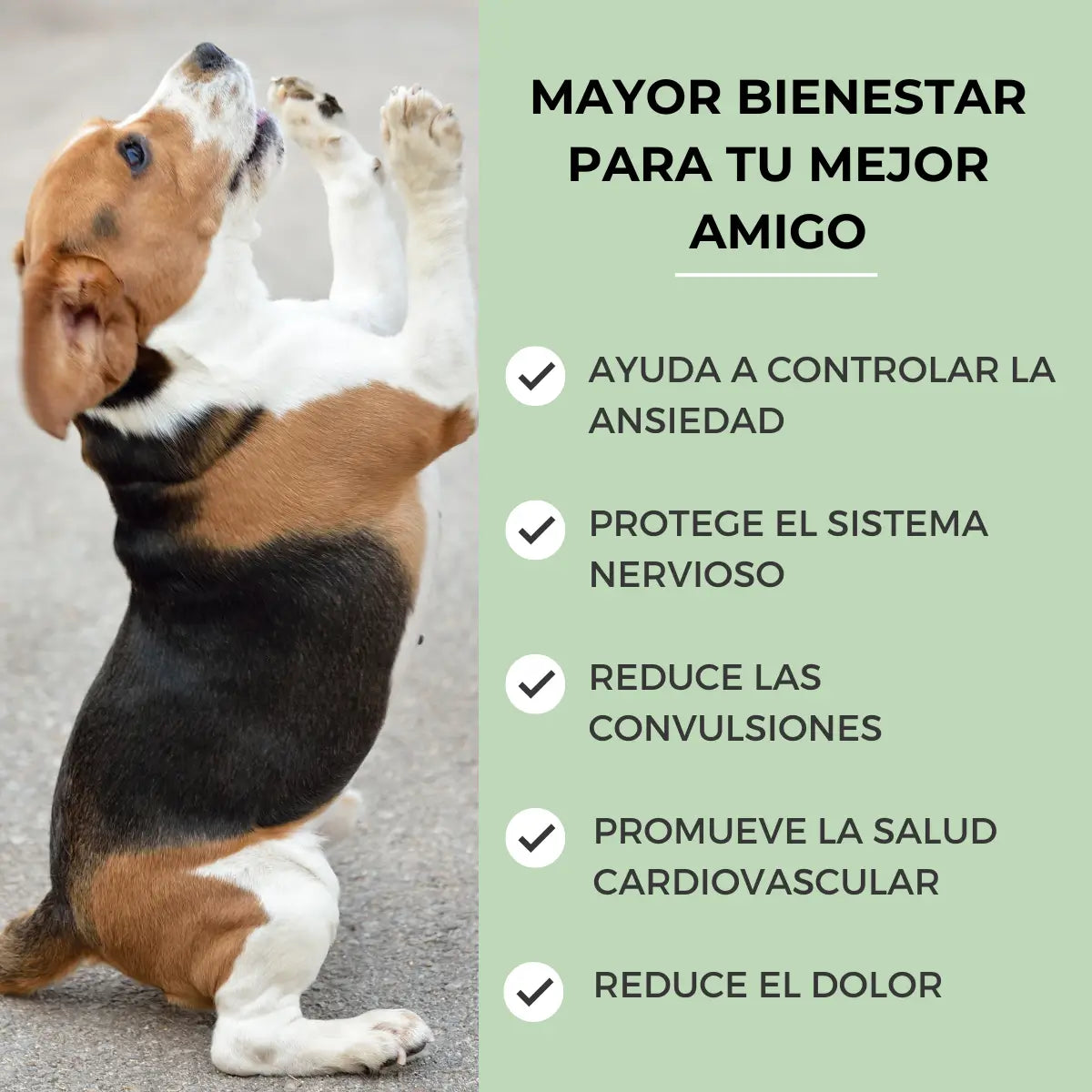 Feel Cocoa Cbd Oil 10% für Hunde und Katzen, 10 ml