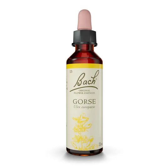 Bach Ginster 20 ml
