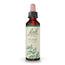 Bach Holly 20 ml