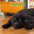 Edgard & Cooper Dog Adult Trocken Lamm S 700Gr