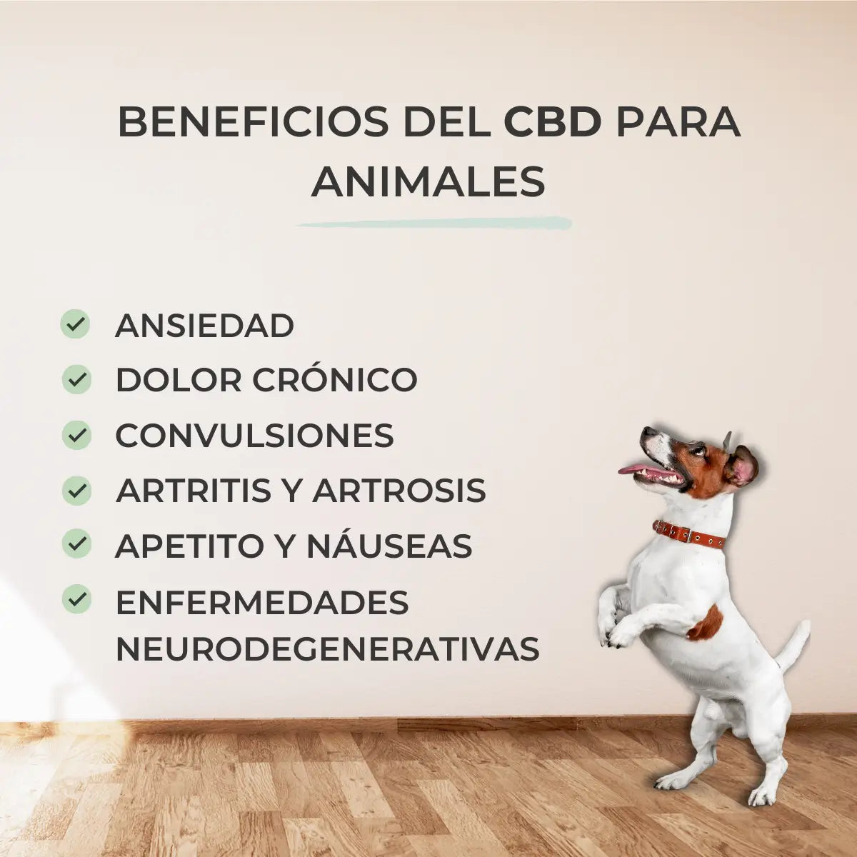 Feel Cocoa Cbd Oil 10% für Hunde und Katzen, 10 ml